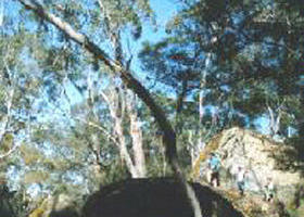 Dergholm State Park - Accommodation Batemans Bay 0