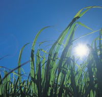 Australian Sugar Industry Museum - Accommodation Batemans Bay