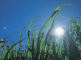 Australian Sugar Industry Museum - Accommodation Batemans Bay 0