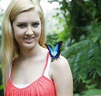 Australian Butterfly Sanctuary - Accommodation Batemans Bay