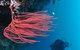 Eddy Reef Dive Site - thumb 0