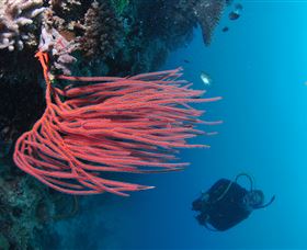Eddy Reef Dive Site - Accommodation Batemans Bay 0
