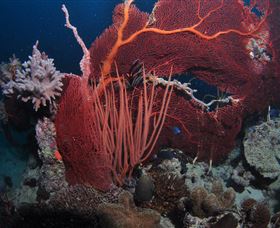 Eddy Reef Dive Site - Accommodation Batemans Bay 2