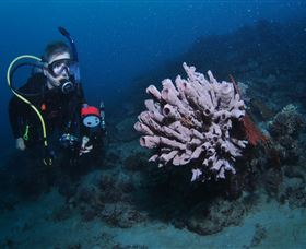 Eddy Reef Dive Site - Accommodation Batemans Bay 1