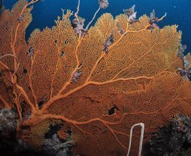 Eddy Reef Dive Site - Accommodation Batemans Bay 3