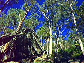 Blackdown Tableland National Park - Accommodation Batemans Bay 3