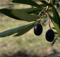 Red Rock Olives - Accommodation Batemans Bay