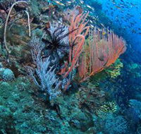 SS Yongala Dive Site - Accommodation Batemans Bay