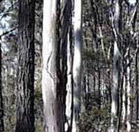 Kooyoora State Park - Accommodation Batemans Bay