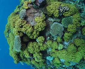 Keeper Reef Dive Site - Accommodation Batemans Bay 0