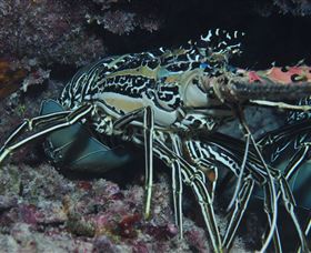 Keeper Reef Dive Site - Accommodation Batemans Bay 2
