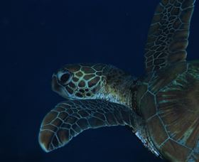 Keeper Reef Dive Site - Accommodation Batemans Bay 3