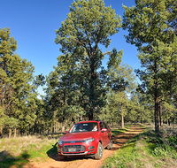 Forest drive - Accommodation Batemans Bay