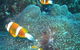 Davies Reef Dive Site - thumb 0