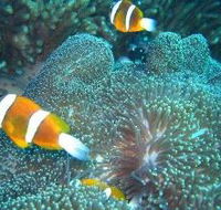 Davies Reef Dive Site - Accommodation Batemans Bay
