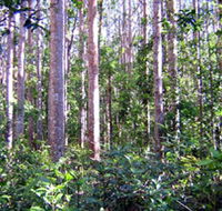 Cathu State Forest - Accommodation Batemans Bay