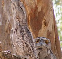 Bird Watching - Accommodation Batemans Bay