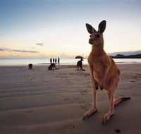 Wallabies on the Beach at Cape Hillsborough - Accommodation Batemans Bay