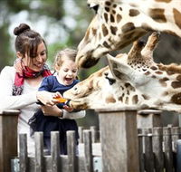 Taronga Western Plains Zoo Dubbo - Accommodation Batemans Bay