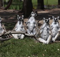 Savannah Visitor Plaza Taronga Western Plains Zoo Dubbo - Accommodation Batemans Bay