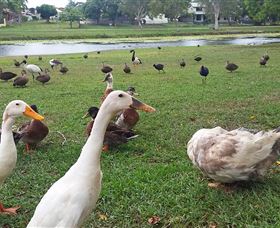 Gooseponds, North Mackay - Accommodation Batemans Bay 2