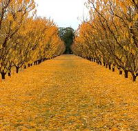 Sun Country on the Murray Farm Gate Trail - Accommodation Batemans Bay