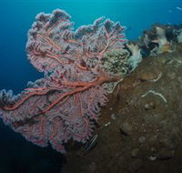 Luncheon Bay Dive Site - Accommodation Batemans Bay