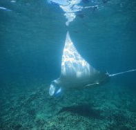 Manta Ray Bay Dive Site - Accommodation Batemans Bay