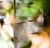 Bees on Keswick Island - Accommodation Batemans Bay