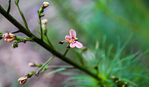 Lynchs Loop Trail - Accommodation Batemans Bay 2