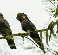 Conimbla National Park - Accommodation Batemans Bay