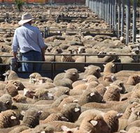 Livestock Marketing Centre - Accommodation Batemans Bay