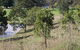 Mt Piper Nature Conservation Reserve - thumb 1