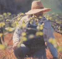 Canobolas Smith Winery - Accommodation Batemans Bay