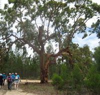 Koorilgur Nature Reserve - Accommodation Batemans Bay