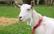 Dunkell Goats - thumb 0