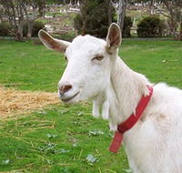 Dunkell Goats - Accommodation Batemans Bay