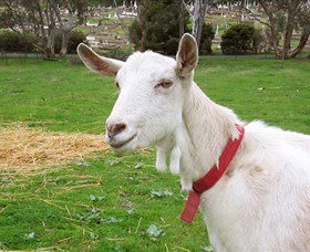 Dunkell Goats - Accommodation Batemans Bay 0