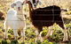 Dunkell Goats - thumb 3