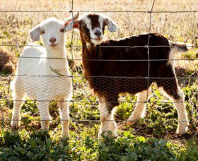 Dunkell Goats - Accommodation Batemans Bay 3