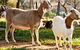 Dunkell Goats - thumb 1