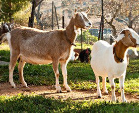 Dunkell Goats - Accommodation Batemans Bay 1