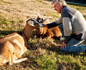 Dunkell Goats - Accommodation Batemans Bay 4
