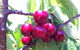 Ballinaclash Orchard And Cellar Door - thumb 0