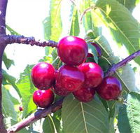 Ballinaclash Orchard and Cellar Door - Accommodation Batemans Bay