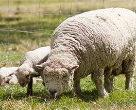 Short Sheep Micro-Winery - Accommodation Batemans Bay 6