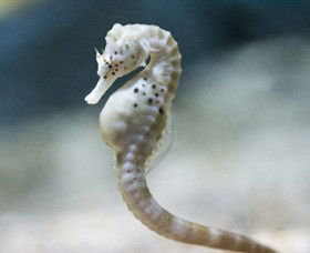 SEA LIFE Melbourne Aquarium - Accommodation Batemans Bay 0