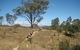 Kambah Pool To Pine Island - thumb 1