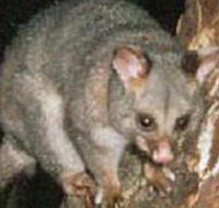 Moondarra State Park - Accommodation Batemans Bay