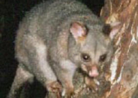 Moondarra State Park - Accommodation Batemans Bay 0